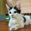 ERENE, chaton femelle type européen