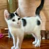 ERENE, chaton femelle type européen
