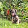MAHE, chiot mâle Berger Créole