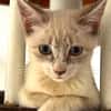 MARIE, chaton femelle type européen
