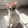 MIEL, chaton créole mâle