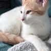 MIEL, chaton créole mâle