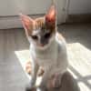 MIEL, chaton créole mâle