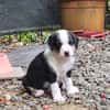SUN, chiot femelle Croisée Jack Russel