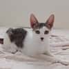 TWIX , chaton mâle type européen