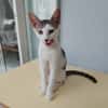 TWIX , chaton mâle type européen