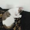 TWIX , chaton mâle type européen