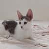 TWIX , chaton mâle type européen