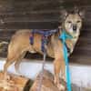 WOLF * lieber Senior wartet auf Familie
