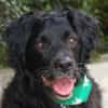 WILLIAM - Senior sucht ruhiges Zuhause
