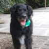 WILLIAM - Senior sucht ruhiges Zuhause