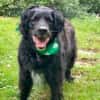 WILLIAM - Senior sucht ruhiges Zuhause