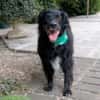 WILLIAM - Senior sucht ruhiges Zuhause