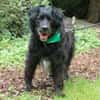 WILLIAM - Senior sucht ruhiges Zuhause