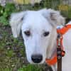 KABO -Rundum tolles Hundekind-