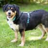 CELLON sucht liebevolles, ruhiges Heim
