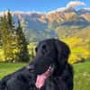 Jimmy - ist ein netter Junghund