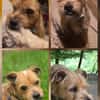 Alfie, offen, neugierig, sozial