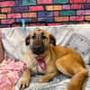 Bambu sucht ein Zuhause / Pflegestelle