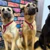 Bambu sucht ein Zuhause / Pflegestelle