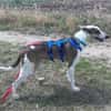 Snoopy, freundlich, aktiv, offen