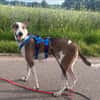 Snoopy, freundlich, aktiv, offen