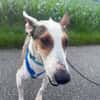 Snoopy, freundlich, aktiv, offen