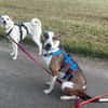 Snoopy, freundlich, aktiv, offen