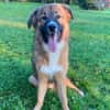 Eddie sucht aktive Menschen!NOTFALL