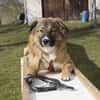 Eddie sucht aktive Menschen!NOTFALL