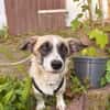 Mirabelle, geb 06/25, 95168 Marktleuthen