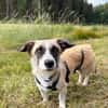 Mirabelle, geb 06/25, 95168 Marktleuthen