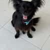 Verschmuster Paco