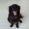 Verschmuster Paco