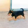 Geben Sie Mimosa eine Chance?