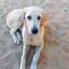 Buba sucht engen Familienanschluss