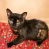 Frida [Chaton]