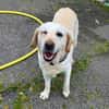 Douguette (en cours d'adoption)