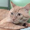 CAPTAIN CROQUETTES A17451