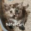 Néfertari