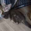 MONONOKE PETITE DE ISKA À ADOPTER EN DUO AVEC CHIHIRO/ARRIETY/KANTO