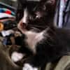 CHIHIRO PETITE DE ISKA À ADOPTER EN DUO AVEC MONONOKE/ARRIETY/KANTO OU SEUL SI DÉJÀ UN CHAT PRÉSENT CHEZ VOUS