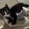 CHIHIRO PETITE DE ISKA À ADOPTER EN DUO AVEC MONONOKE/ARRIETY/KANTO OU SEUL SI DÉJÀ UN CHAT PRÉSENT CHEZ VOUS