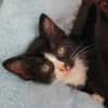 CHIHIRO PETITE DE ISKA À ADOPTER EN DUO AVEC MONONOKE/ARRIETY/KANTO OU SEUL SI DÉJÀ UN CHAT PRÉSENT CHEZ VOUS