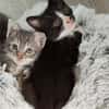 CHIHIRO PETITE DE ISKA À ADOPTER EN DUO AVEC MONONOKE/ARRIETY/KANTO OU SEUL SI DÉJÀ UN CHAT PRÉSENT CHEZ VOUS