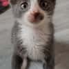 ARRIETY PETITE DE ISKA À ADOPTER EN DUO AVEC MONONOKE/CHIHIRO/KANTO OU SEUL SI DÉJÀ UN CHAT PRÉSENT CHEZ VOUS