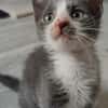 ARRIETY PETITE DE ISKA À ADOPTER EN DUO AVEC MONONOKE/CHIHIRO/KANTO OU SEUL SI DÉJÀ UN CHAT PRÉSENT CHEZ VOUS