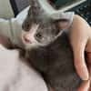 ARRIETY PETITE DE ISKA À ADOPTER EN DUO AVEC MONONOKE/CHIHIRO/KANTO OU SEUL SI DÉJÀ UN CHAT PRÉSENT CHEZ VOUS