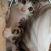 KANTO PETIT DE ISKA À ADOPER EN DUO AVEC SES SŒURS OU SEUL SI DÉJÀ UN CHAT PRÉSENT CHEZ VOUS