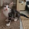 KANTO PETIT DE ISKA À ADOPER EN DUO AVEC SES SŒURS OU SEUL SI DÉJÀ UN CHAT PRÉSENT CHEZ VOUS